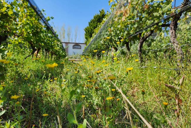 Bousquet vineyard